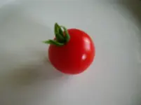 2016-07-10 Stupice _ erste reife Tomate 2016.jpg