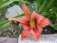 crimson sämling_1024x768.webp