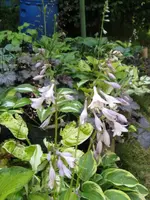 008_576x768.webp