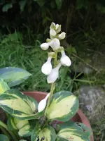 009_576x768.webp
