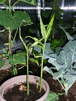 2016-06-26 Ingwer.webp