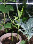 2016-06-26 Ingwer.JPG
