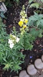 gemischtes 008.webp