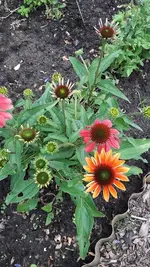 gemischtes 009.webp