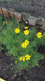 gemischtes 013.webp