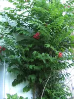 BILD5288.webp