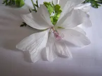 100_4638.webp