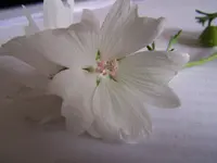 100_4641.webp