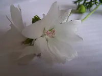 100_4640.webp