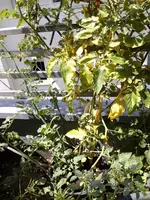 CAM00273.webp