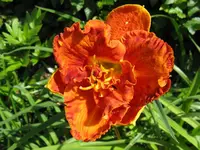 awesome luck_1024x768.webp