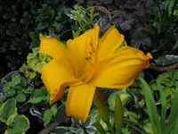 jersy spider_1024x768.webp