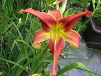 narrentanz_1024x768.webp