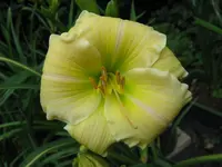 yamasitha_1024x768.webp