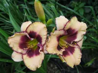maureen faber 2_1024x768.webp