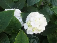 Bilda1495.webp