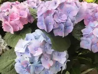 Bilda1145.webp
