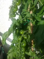 20160711_182218.webp