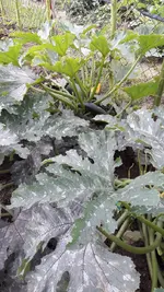 gemischtes 006.webp