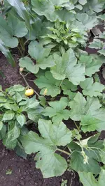 gemischtes 005.webp