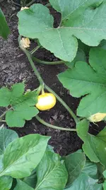 gemischtes 004.webp