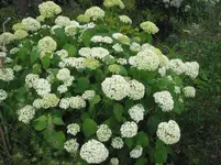 004.webp