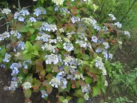 005.webp