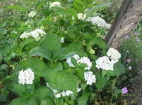 006.webp