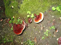 009.webp