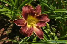 Royal Thornbird.webp
