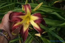 Tropical Depression.webp