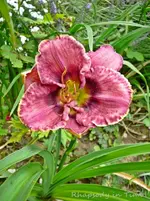 P1120418.webp