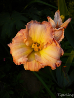 P1120571.webp