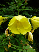 P1120429.webp