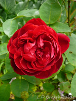 P1120419.webp