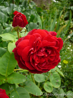 P1120420.webp