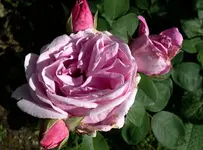 rsn2016 (8).webp
