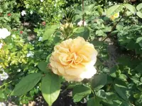 Bilda776.webp