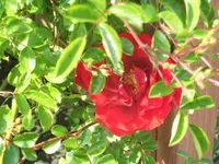 Bilda2321.webp