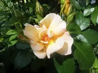 Bilda2227.webp