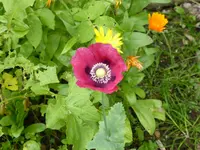 P1010063.webp