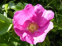 P1010100.webp