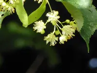 P1010132.webp