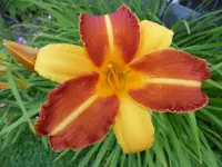 P1010142.webp