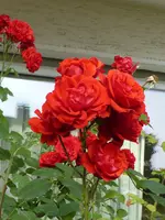 P1010145.webp