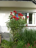 P1010144.webp