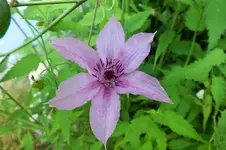 nelly moser --.webp