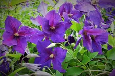 DSCF6775 (2).webp