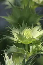 alpenmannstreu.webp