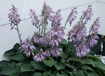 Hosta_lila Blüten_900.webp